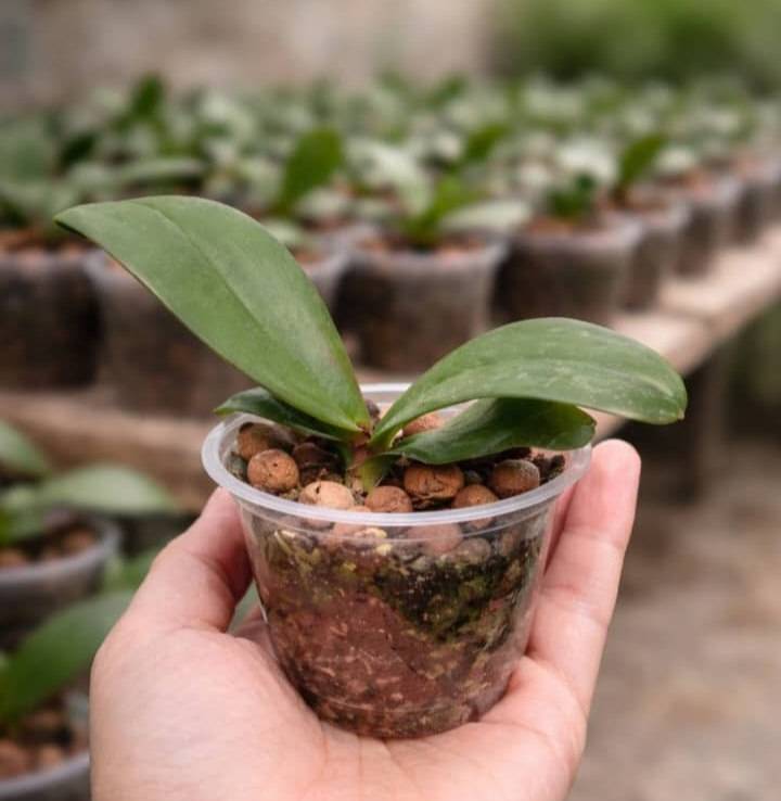 گل ارکیده کشت بافتی گلدانی